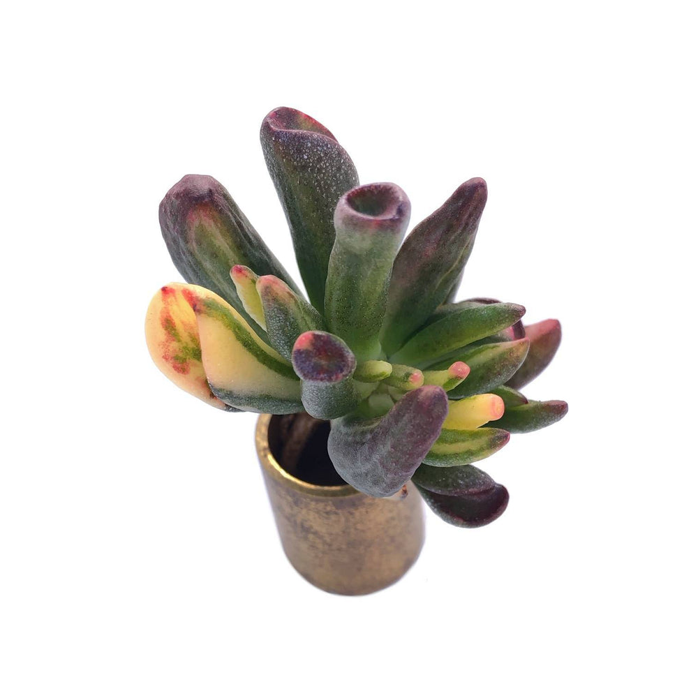 Crassula Gollum, Variegata