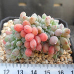 PRESALE  Echeveria Chrissy n Ryan, (Random)