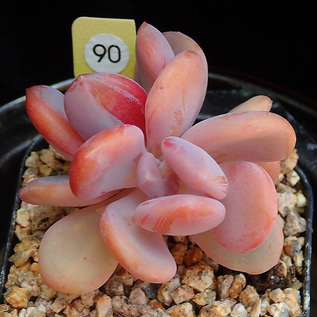 PRESALE Echeveria Cinderella, (Random)