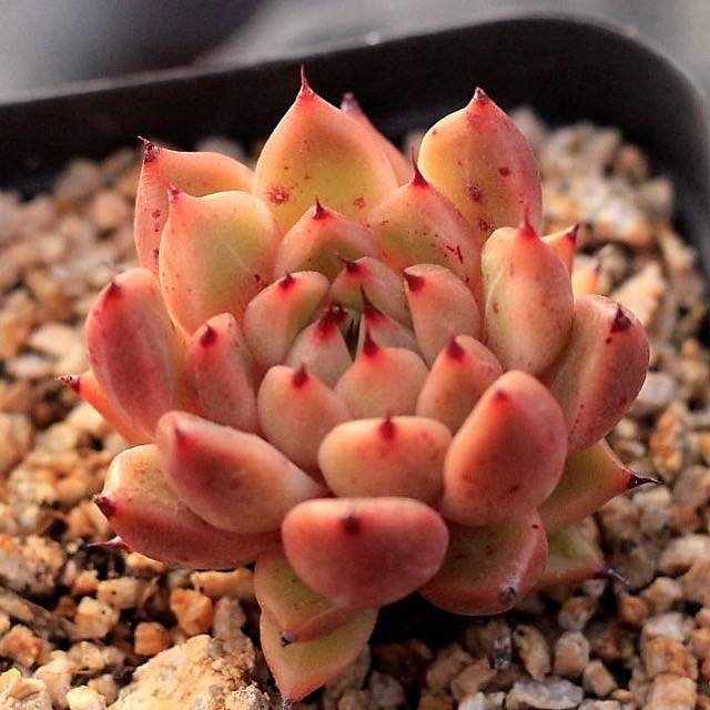 Echeveria Golden Bear Hybrid