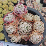 PRESALE Echeveria Raspberry Ice, Cluster (Not so Random)