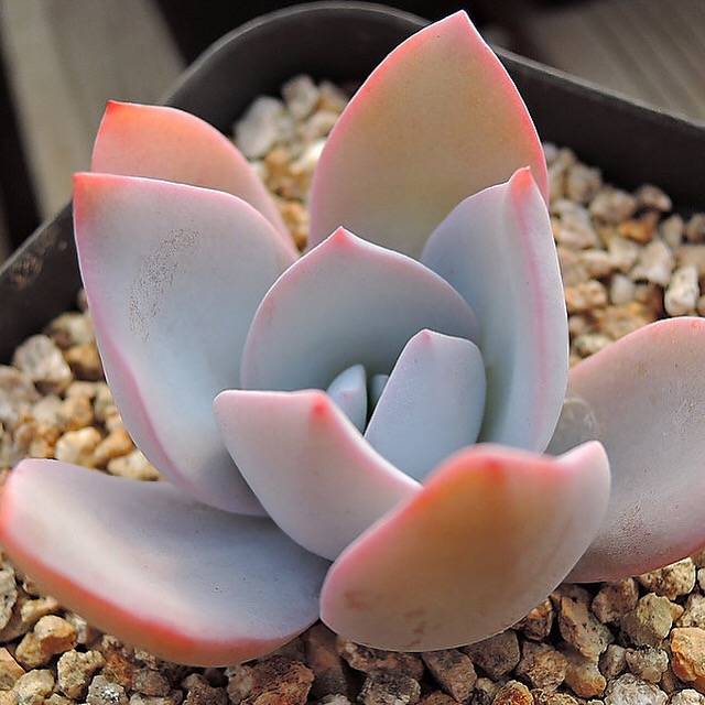 PRESALE Echeveria 'Pearl,' (Not so Random)