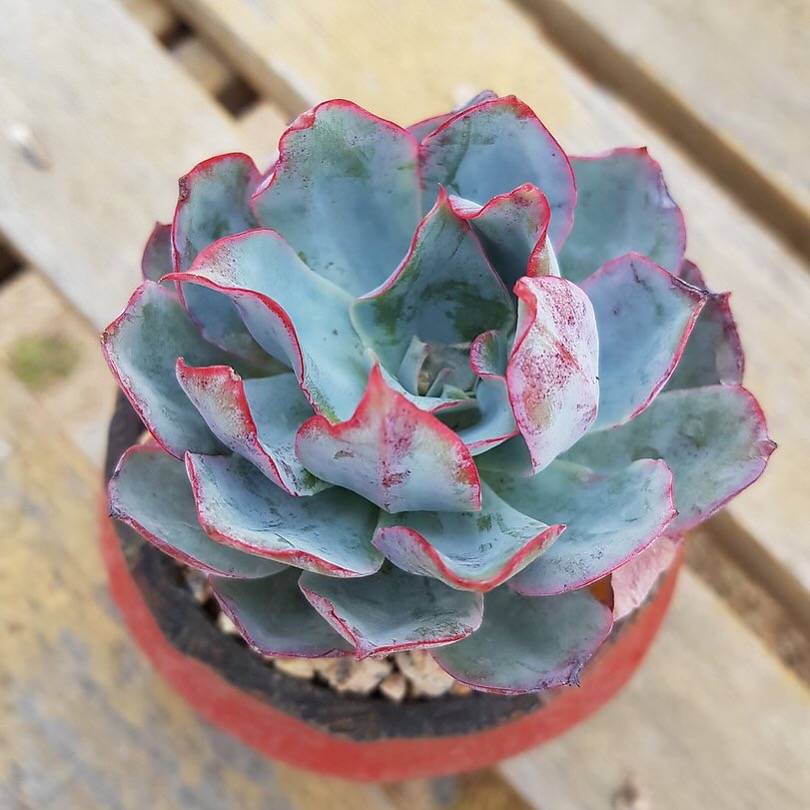 light blue succulent PRESALE Echeveria Blue Light, (Not so Random)