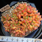 PRESALE Echeveria 'Memory' Cristata, (Random)