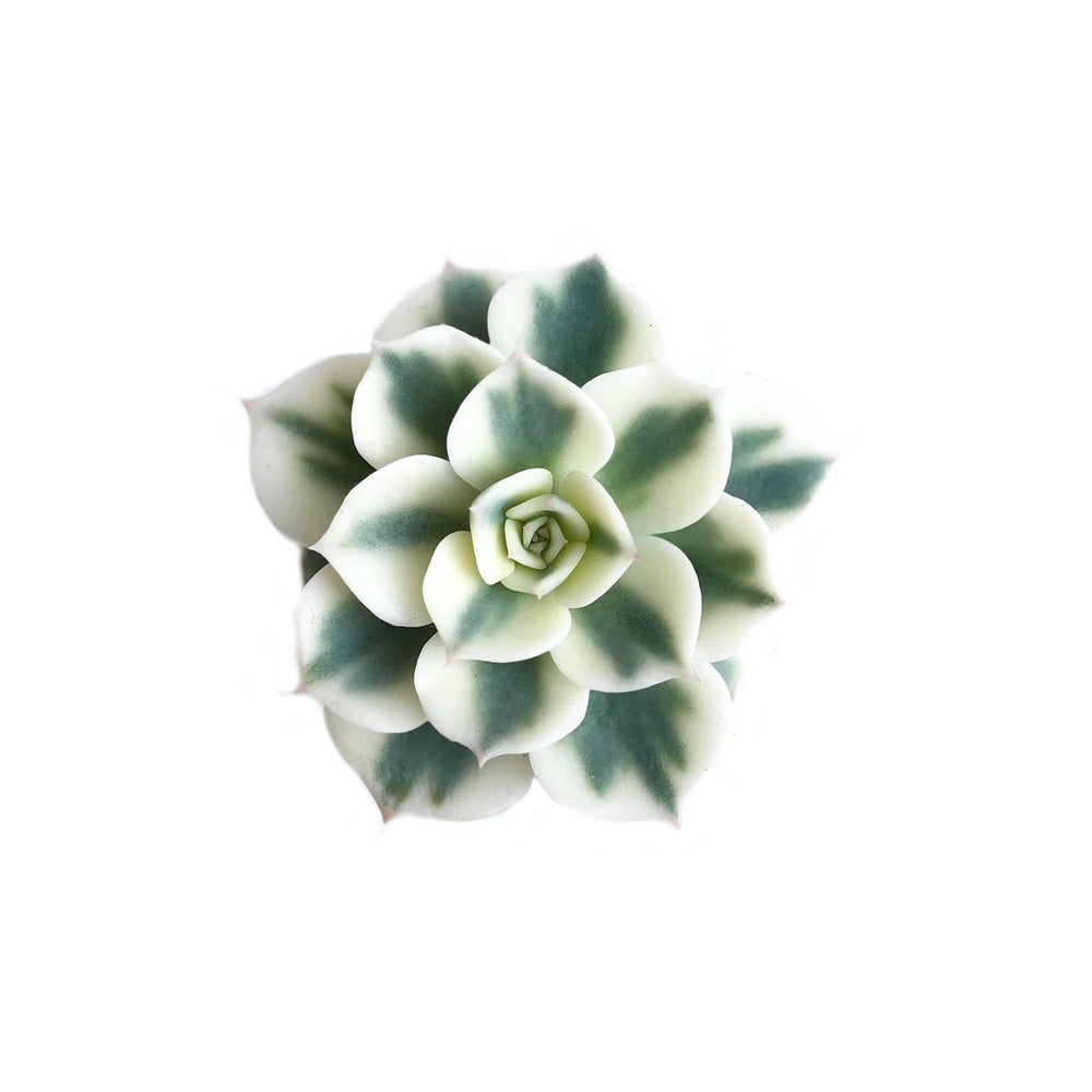 The GOOD, The BAD and The UGLY SALE! Echeveria Lenore Dean