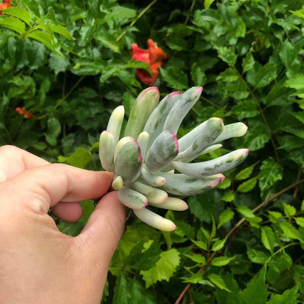 Cotyledon Orbiculata, Variegata (Lady Fingers), (Video)