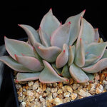 PRESALE Echeveria Madiba, Cluster, (Random)