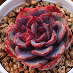 PRESALE Echeveria Love Fire Hybrid