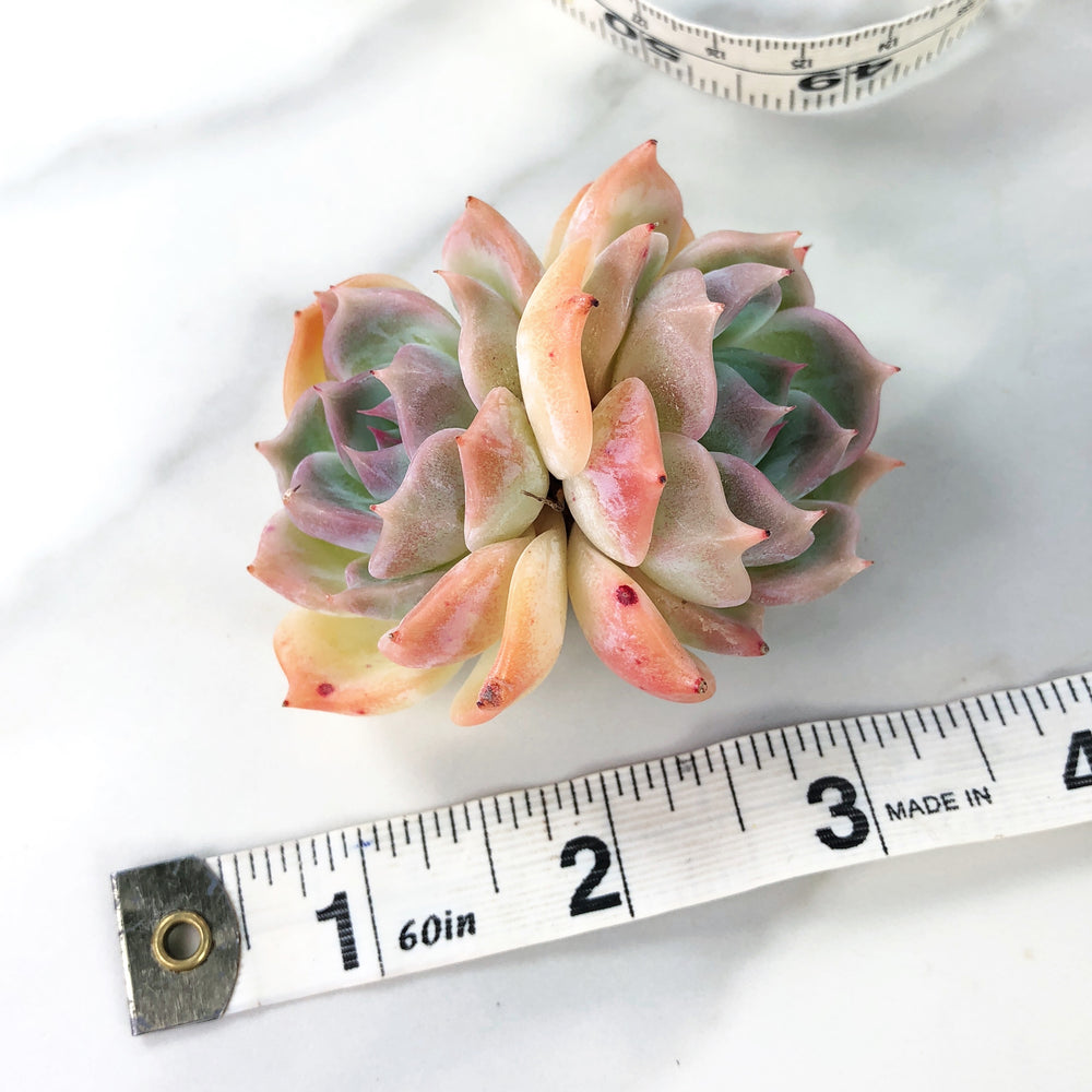 Echeveria Rosanna, Double