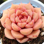 PRESALE Echeveria Pumila Hybrid