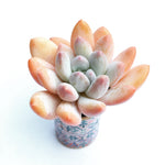 SPECIAL! JUST CART!! Pachyphytum Frevel cv (If Sold Out Please Read)