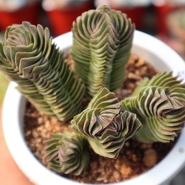 Crassula Buddha Temple