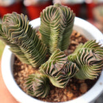 Crassula Buddha Temple