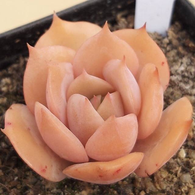 PRESALE Echeveria White Snow, (Random)