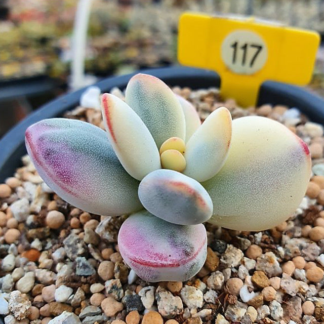 Cotyledon Orbiculata, Variegata