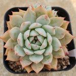 Echeveria Prism, (Random)