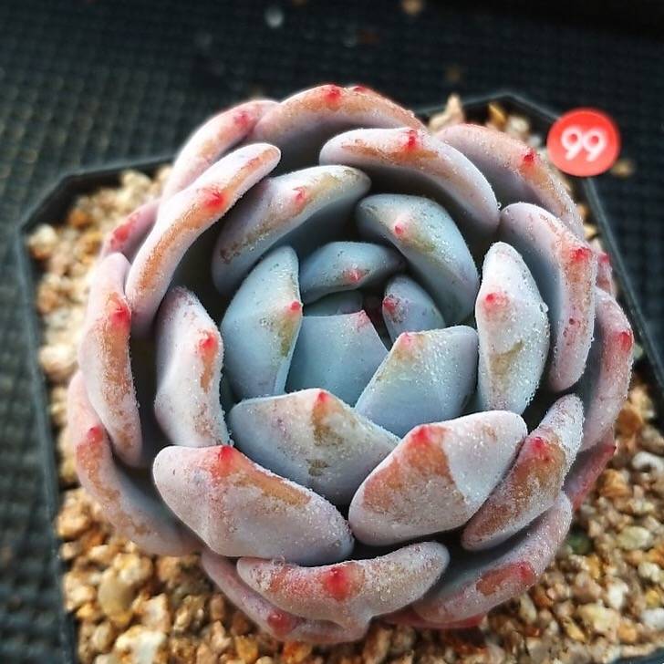 Echeveria Orange Monroe, (Random)