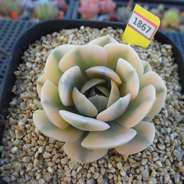 PRESALE Echeveria Akaihosi