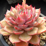 PRESALE Echeveria Eiria, (Random)