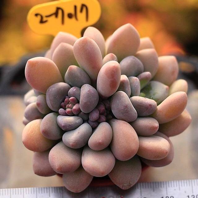 PRESALE Pachyphytum Raul Cluster
