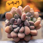 PRESALE Pachyphytum Raul Cluster