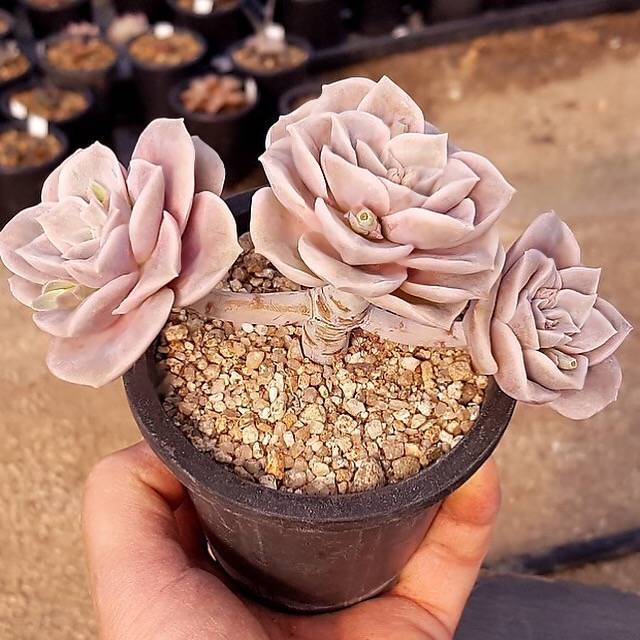 PRESALE Echeveria Lovely Rose, (Not so Random)