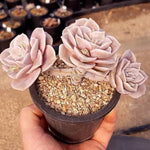PRESALE Echeveria Lovely Rose, (Not so Random)