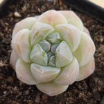 PRESALE Echeveria Ice Green, (Random)