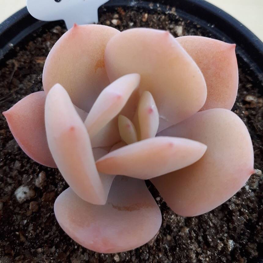 PRESALE Echeveria HAKUHOU, (Not so Random)