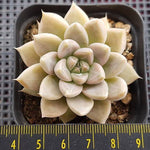 PRESALE Echeveria Tolimanensis, (Random)