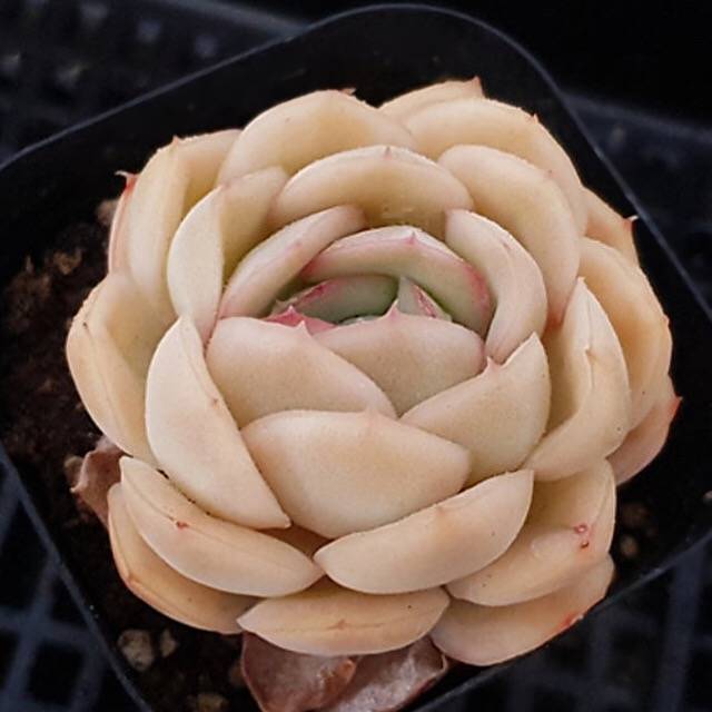 PRESALE Echeveria Strawberry Ice, (Random)