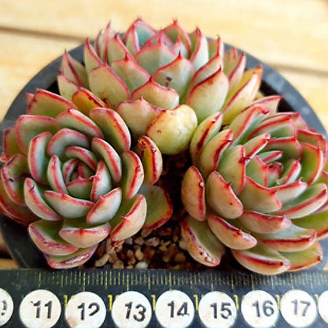 PRESALE Echeveria Kami Noi, (Random)