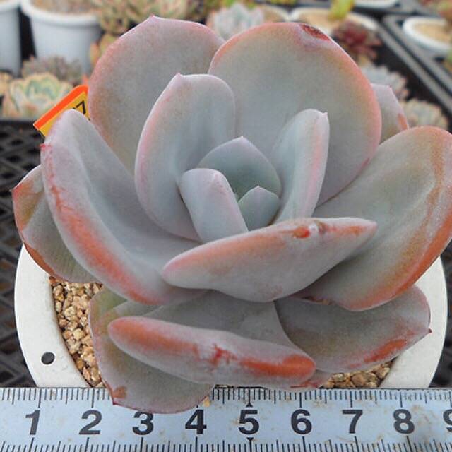 4th OF JULY FLASH SALE- DEAL #7 PRESALE Echeveria Cream Tea