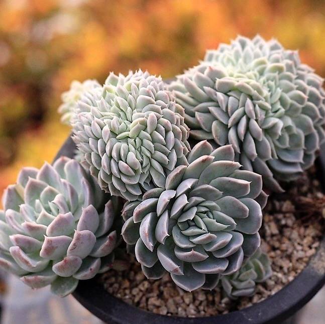 PRESALE Echeveria Elegans Potosina Crystal