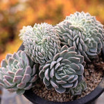 PRESALE Echeveria Elegans Potosina Crystal