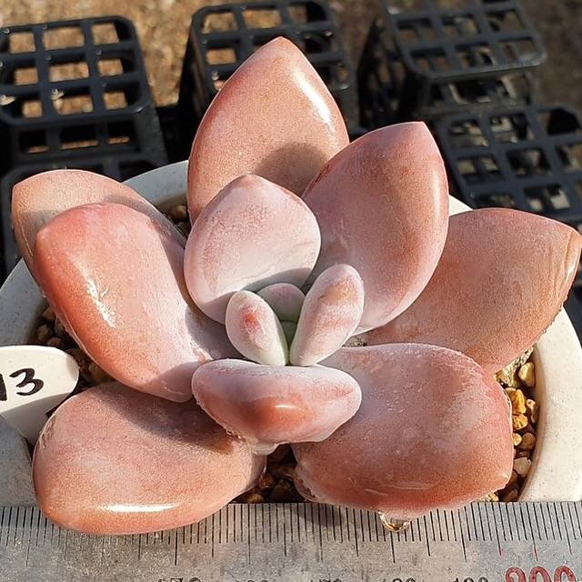 PRESALE Echeveria Raon, (Random)