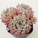 PRESALE Echeveria Zaragosa, Cluster, (Random)