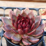 Echeveria Black Rose, Huge