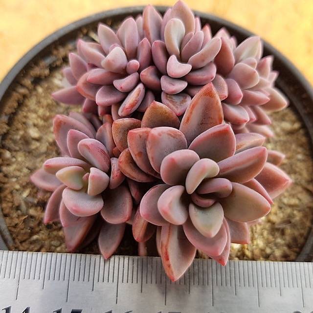 PRESALE Echeveria cv Rezry, (Random)