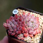 PRESALE Echeveria Amoena, (Not so Random)