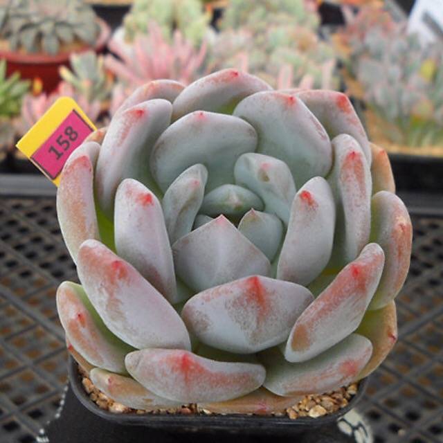 (RESERVED) Echeveria Potosina
