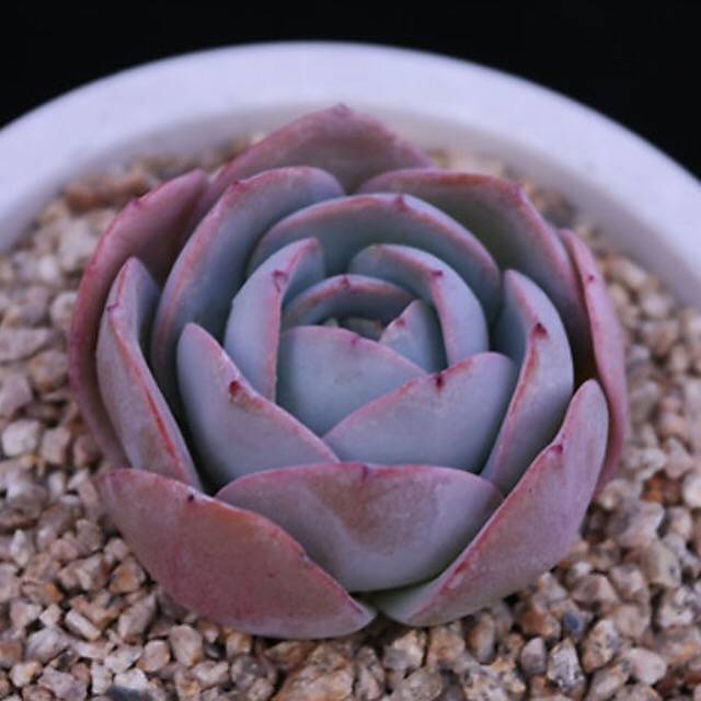 PRESALE Echeveria Brinks Blue, (Random)