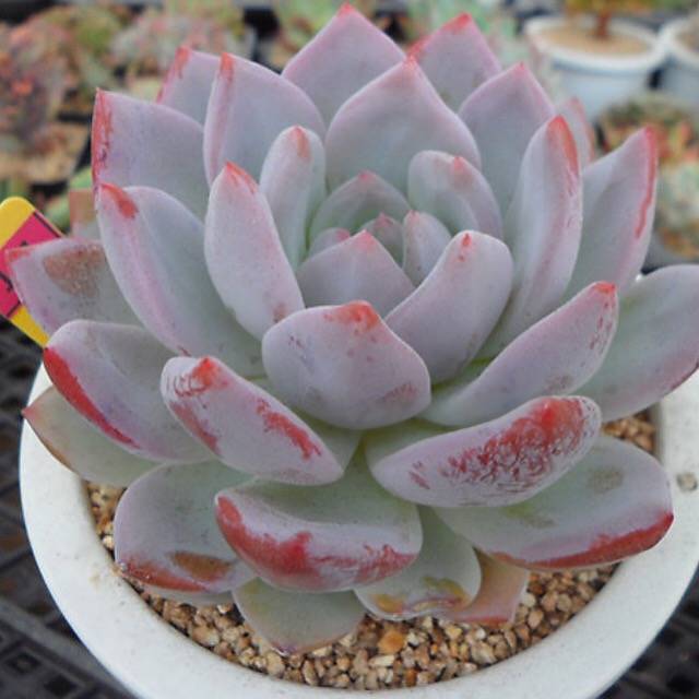 PRESALE Echeveria Hosikage, (Random)