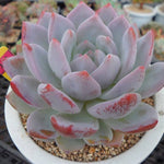 PRESALE Echeveria Hosikage, (Random)