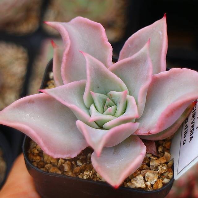 PRESALE Echeveria Madiba, (Random)