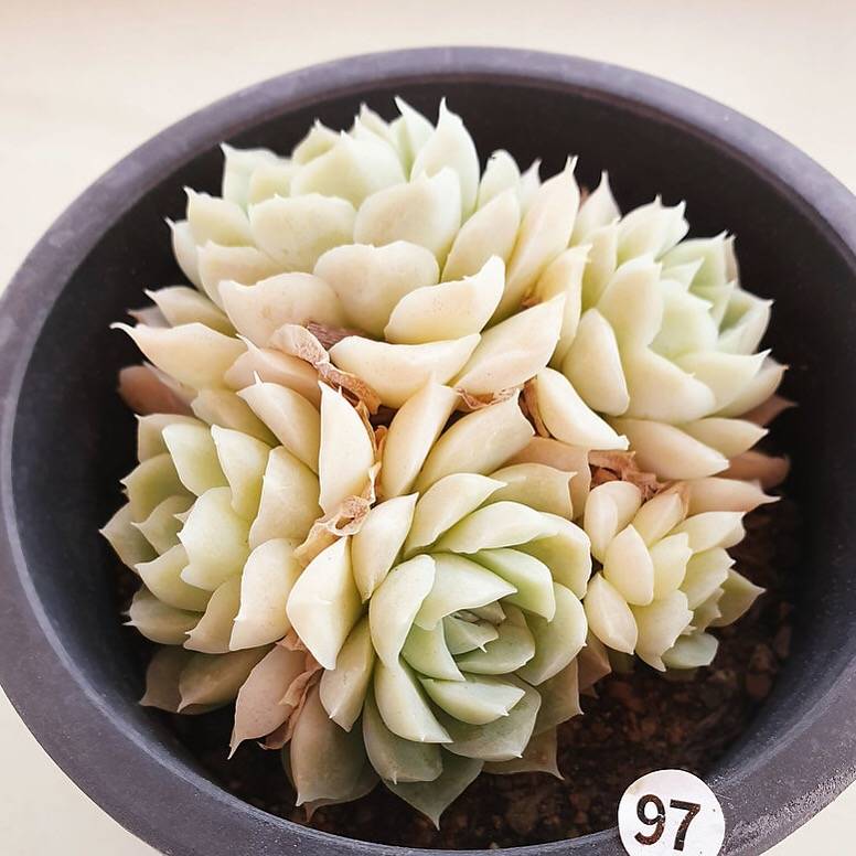 PRESALE Echeveria Hughmillus, Cluster, (Random)