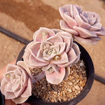 PRESALE Echeveria Lovely Rose, (Not so Random)