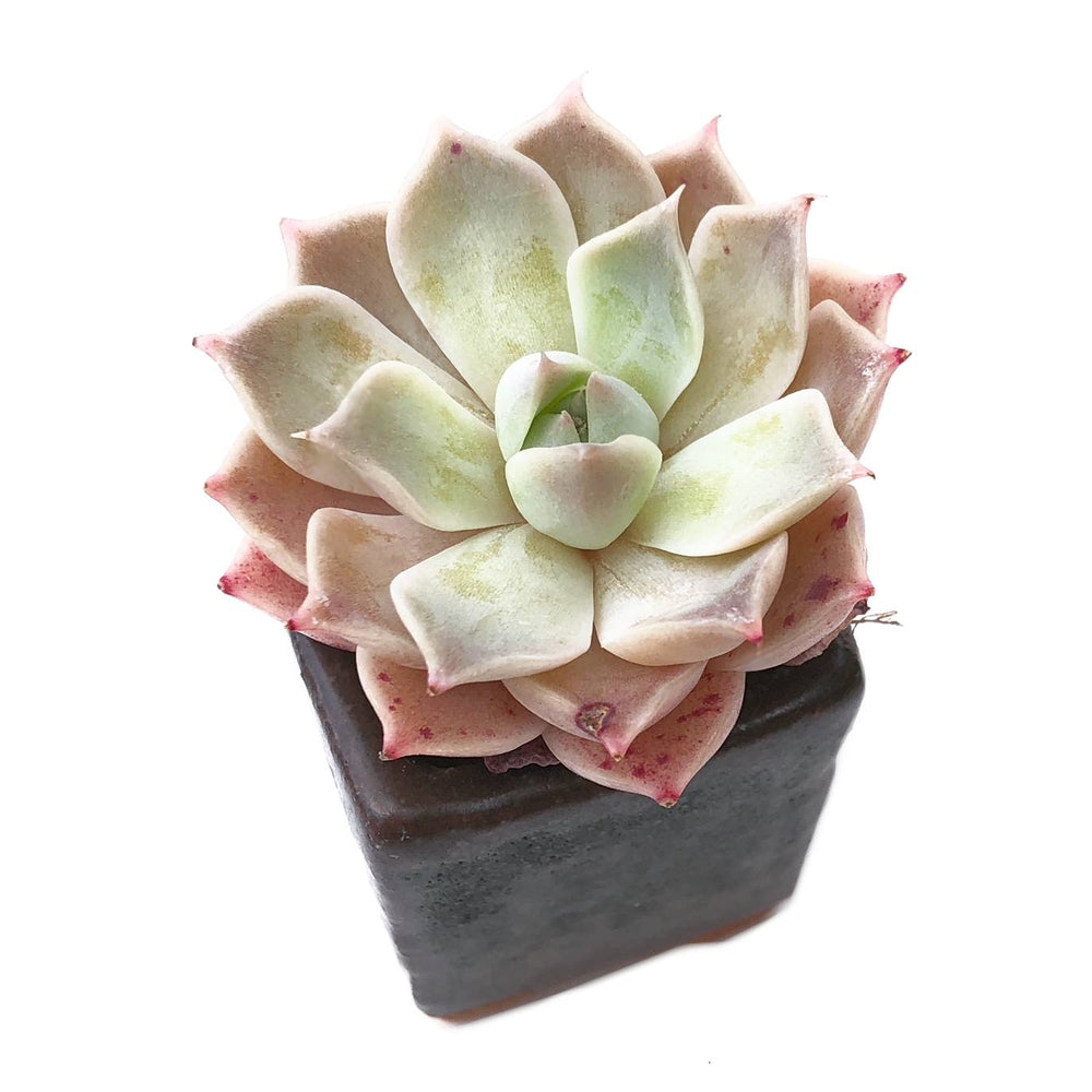 Sale! Echeveria 'Colina'