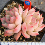 PRESALE Echeveria Chihuahuaensis Sp., Double, (Not so Random)