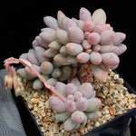 PRESALE Pachyphytum Machucae, (Random)